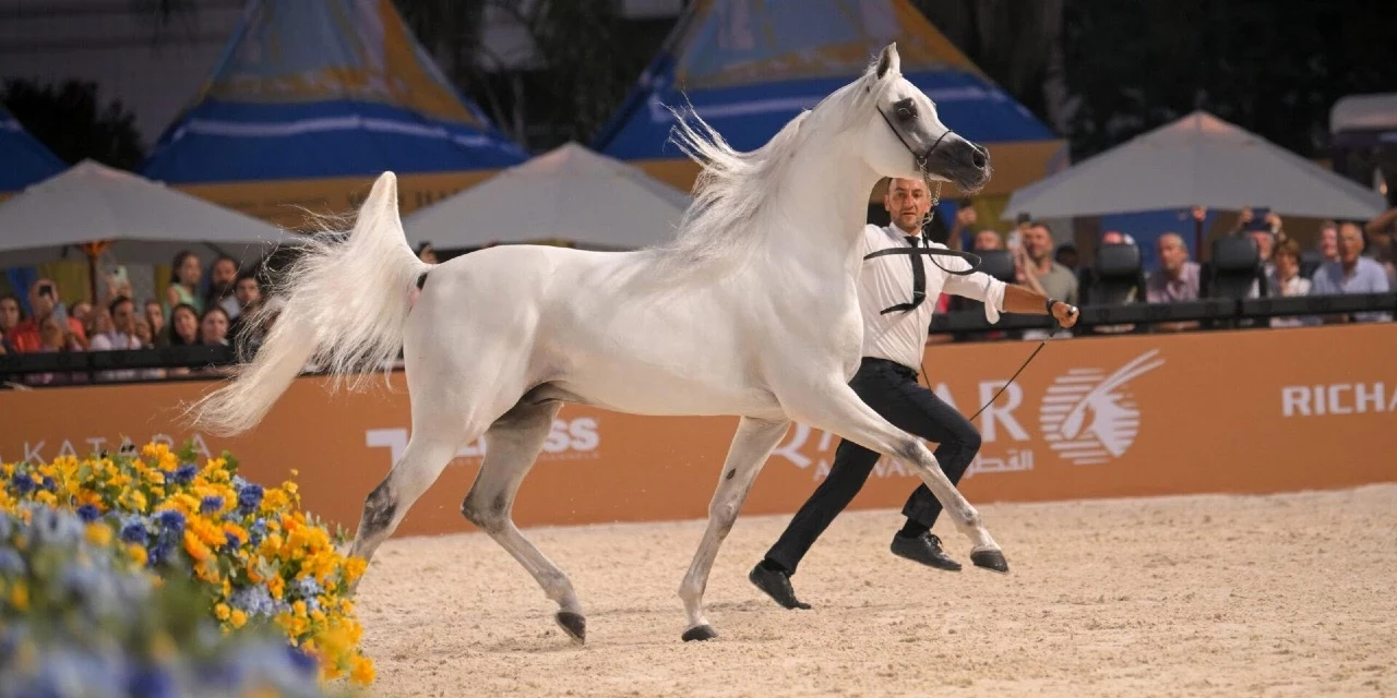 The Equine Ledger: The Arabian Breed’s Modern Circuit